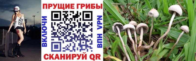 Галлюциногенные грибы прущие грибы  Купить  Гвардейск 